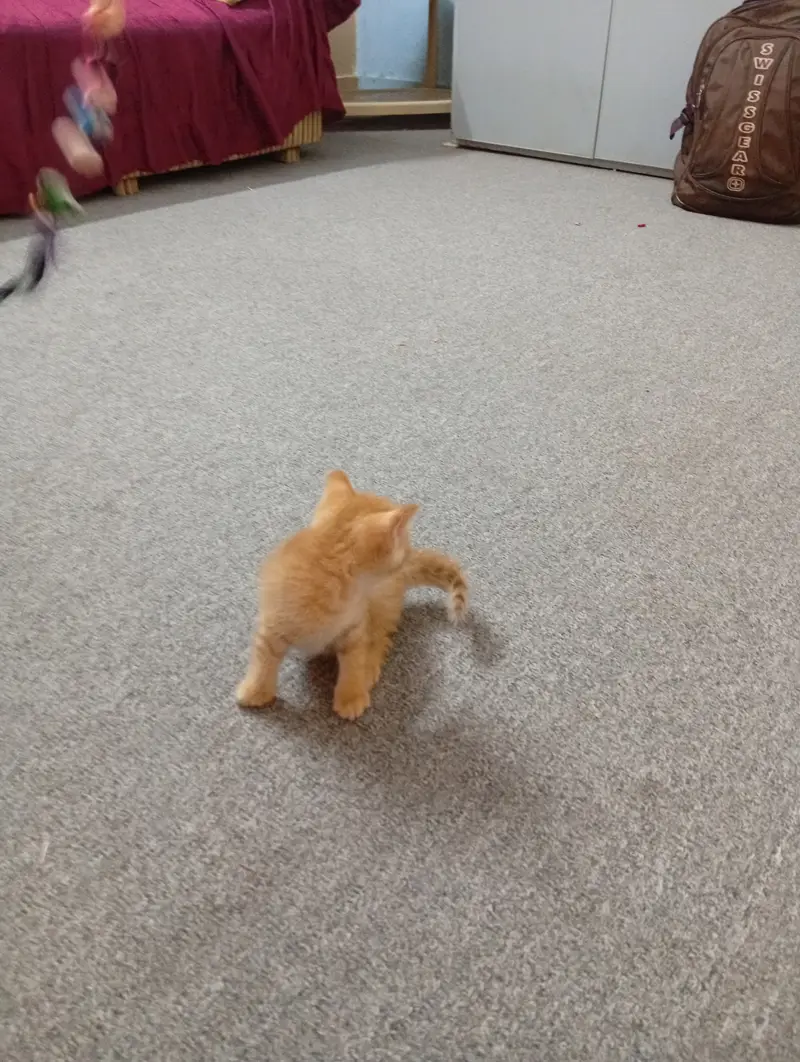 Persian Kittens Pair For Sale — photo 2