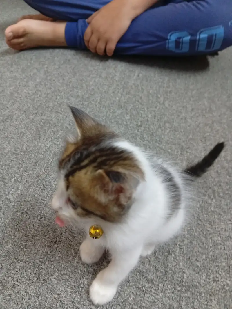 Persian Kittens Pair For Sale — photo 3