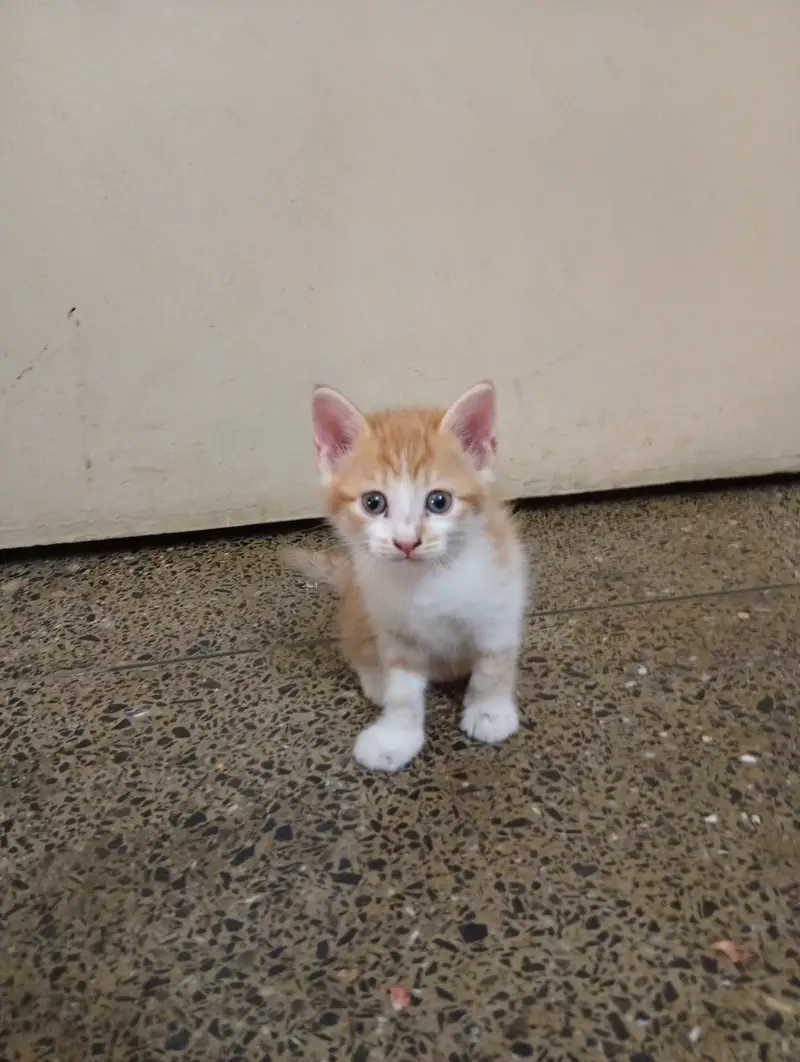 Persian Kittens Pair For Sale — photo 4