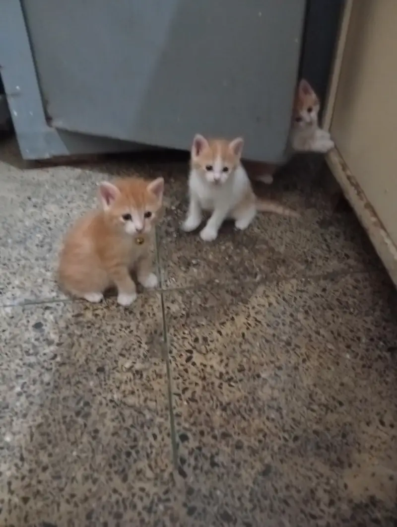 Persian Kittens Pair For Sale — photo 5