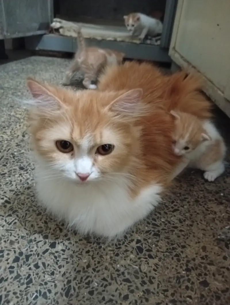 Persian Kittens Pair For Sale — photo 6