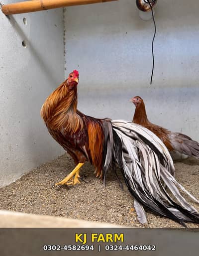 red Yokohama, Swing neck onagadori, molted polish, frizzle, porcelin