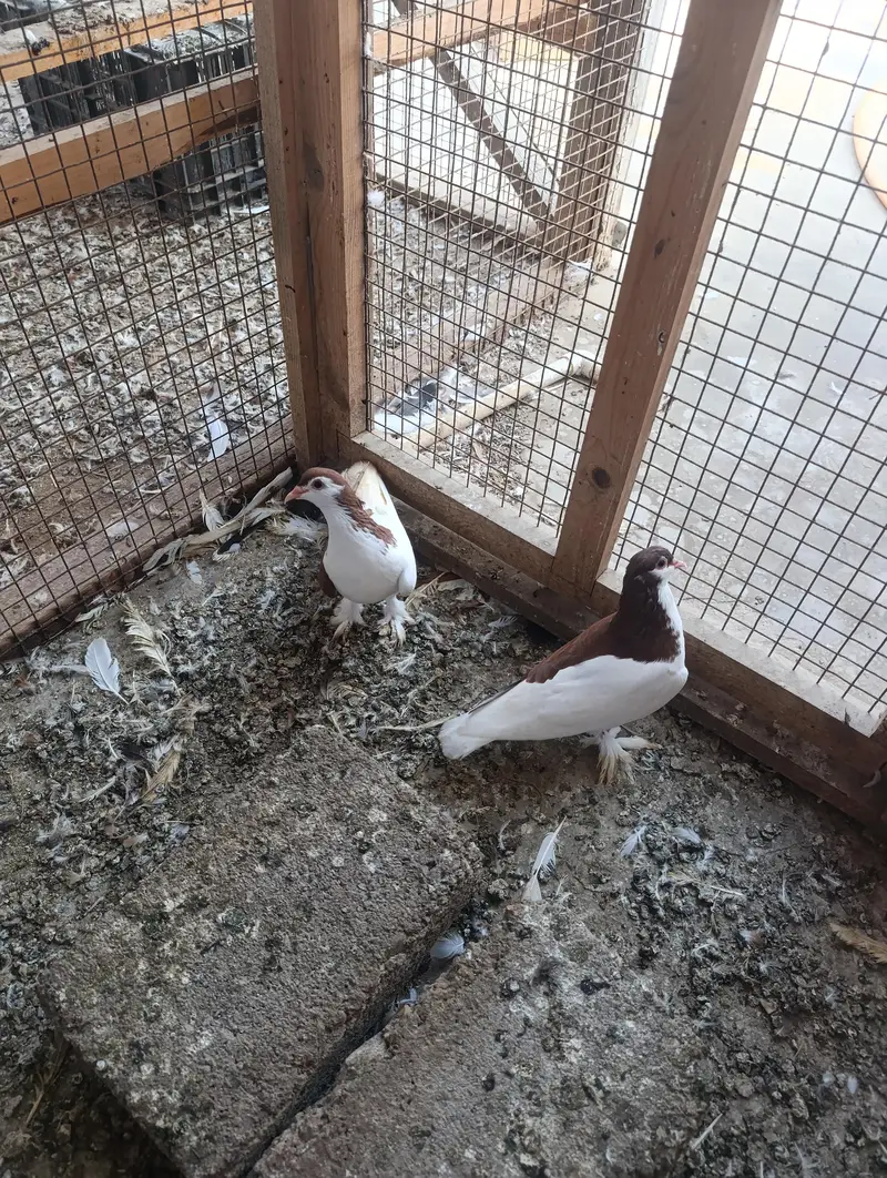 lal chap gandedar pair — photo 5