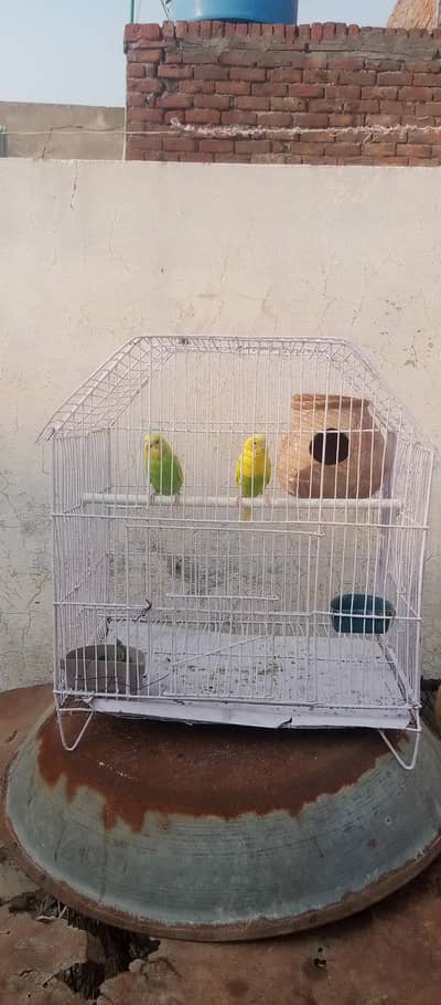 Australian parrots pairs + cocktails breeder pair available