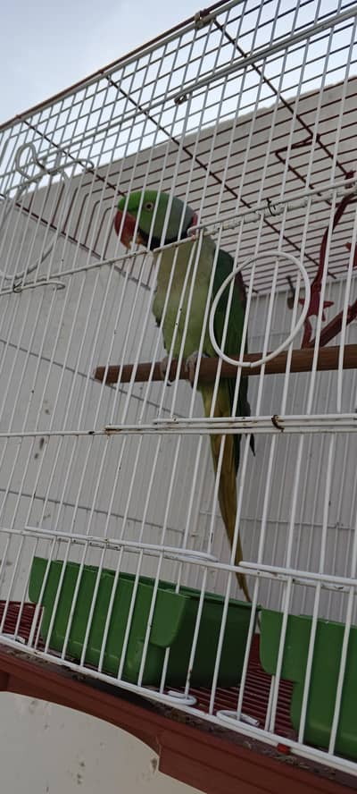 talking parrot ( 0333-7940701) WhatsApp for video