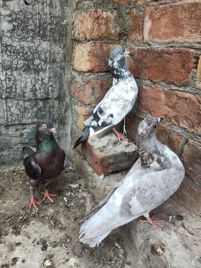 other pigeon 3 peace 03064301828
