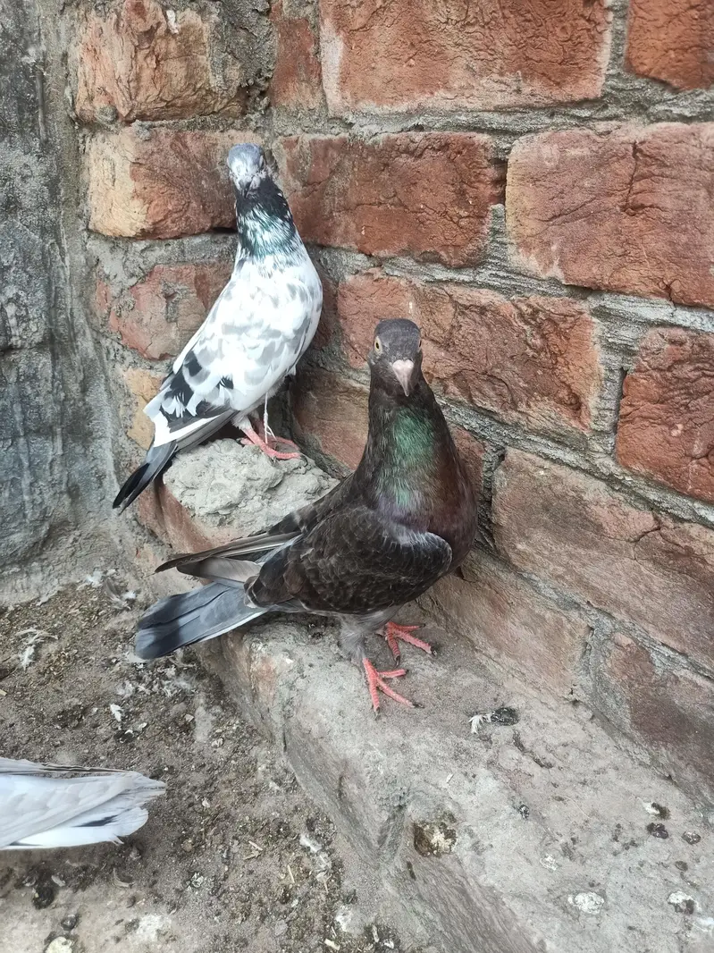 other pigeon 3 peace 03064301828 — photo 2