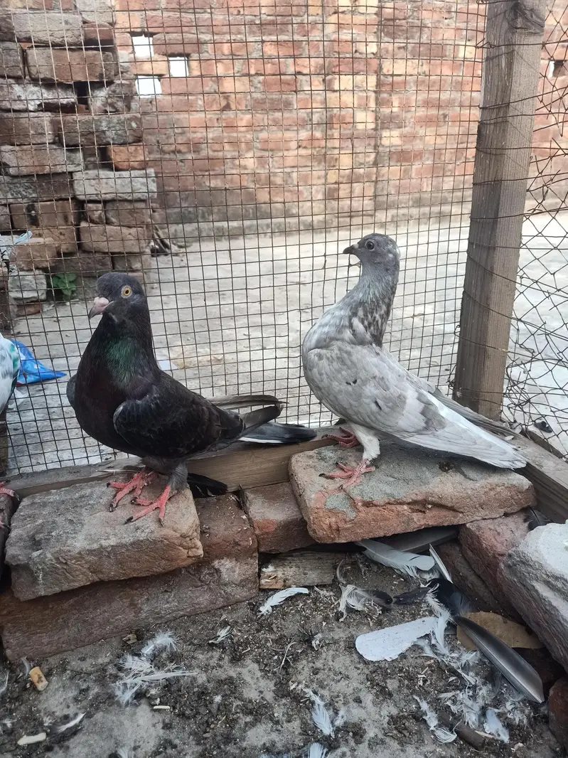 other pigeon 3 peace 03064301828 — photo 3