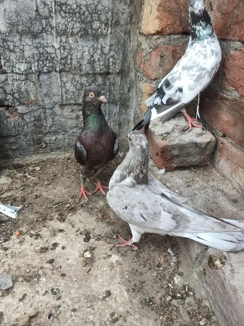 other pigeon 3 peace 03064301828 — photo 4