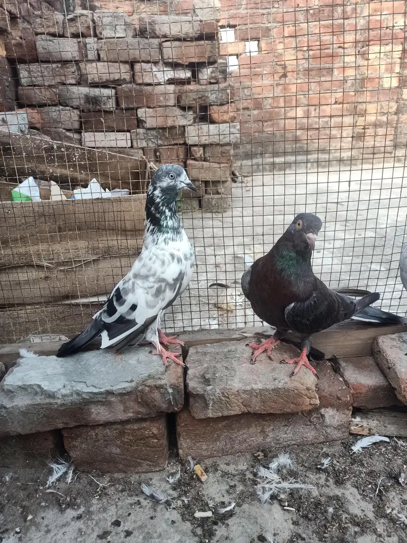 other pigeon 3 peace 03064301828 — photo 5