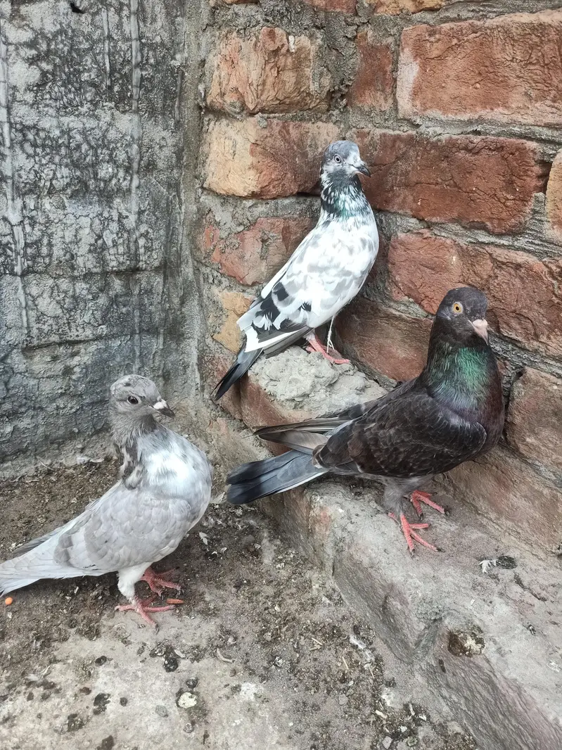 other pigeon 3 peace 03064301828 — photo 6