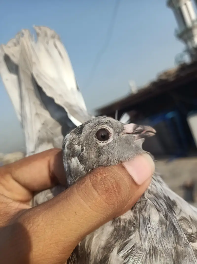 other pigeon 3 peace 03064301828 — photo 7