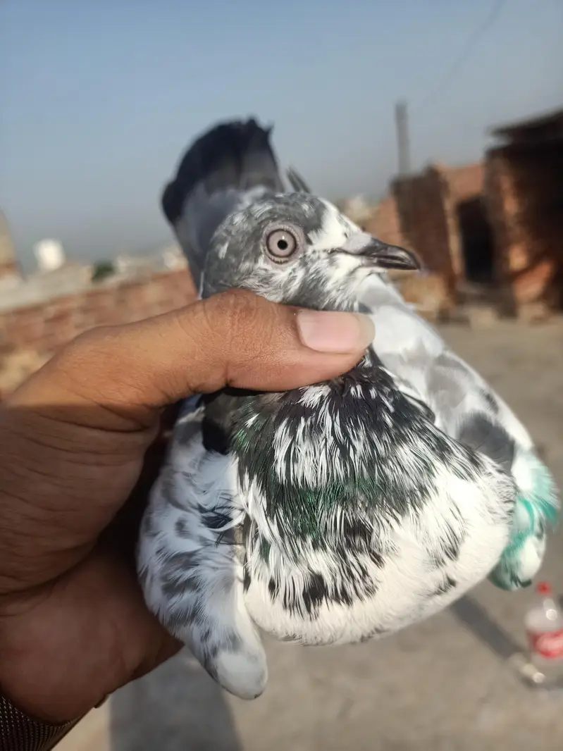 other pigeon 3 peace 03064301828 — photo 8