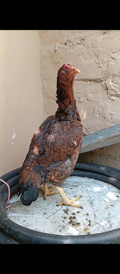 Aseel hen / rampuri aseel