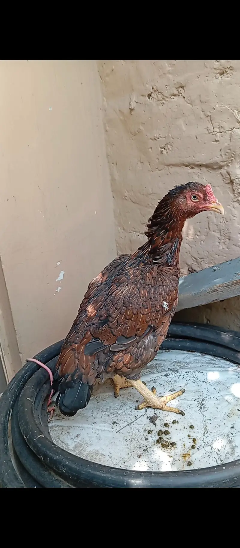 Aseel hen / rampuri aseel — photo 2