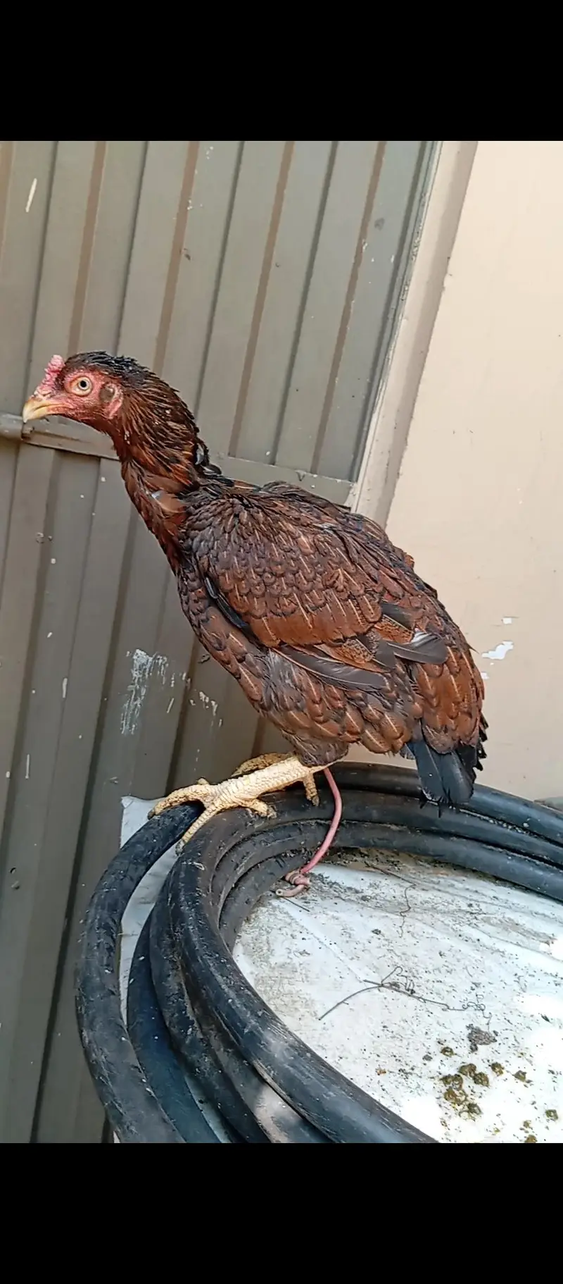 Aseel hen / rampuri aseel — photo 5