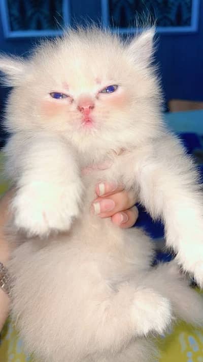 Triple coated person kittens