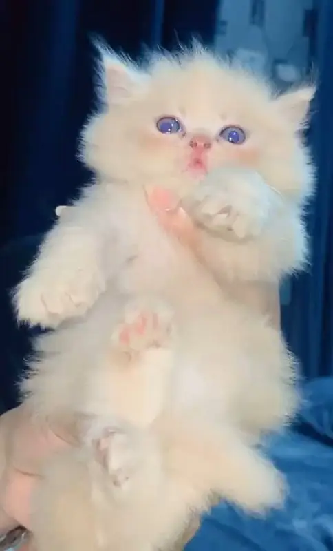 Triple coated person kittens — photo 2