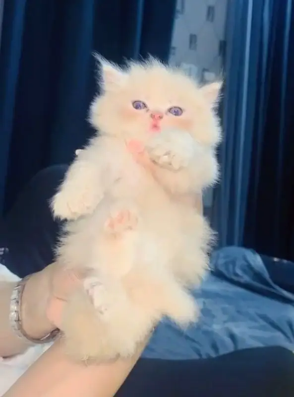Triple coated person kittens — photo 3