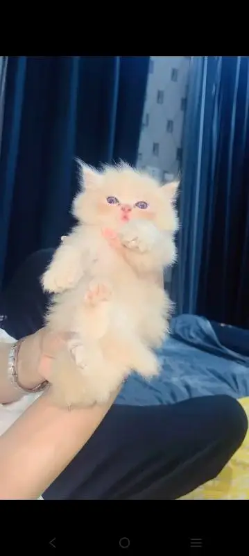 Triple coated person kittens — photo 4