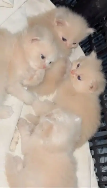 Triple coated person kittens — photo 5