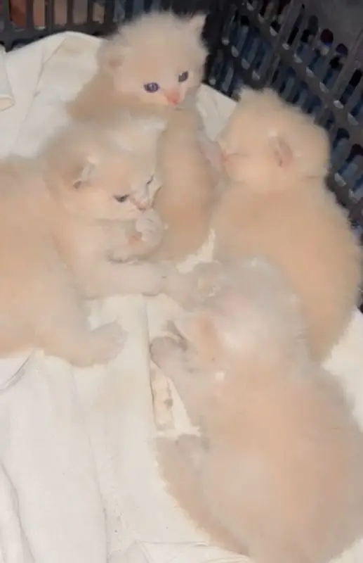 Triple coated person kittens — photo 6