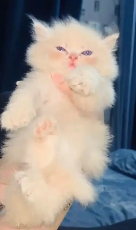 Triple coated person kittens — photo 7