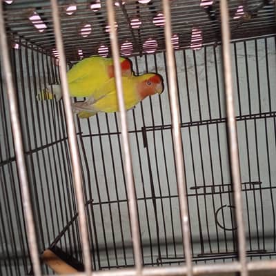 lotino red eyes breeder pair available for sell