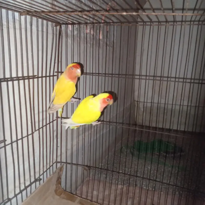 lotino red eyes breeder pair available for sell — photo 2