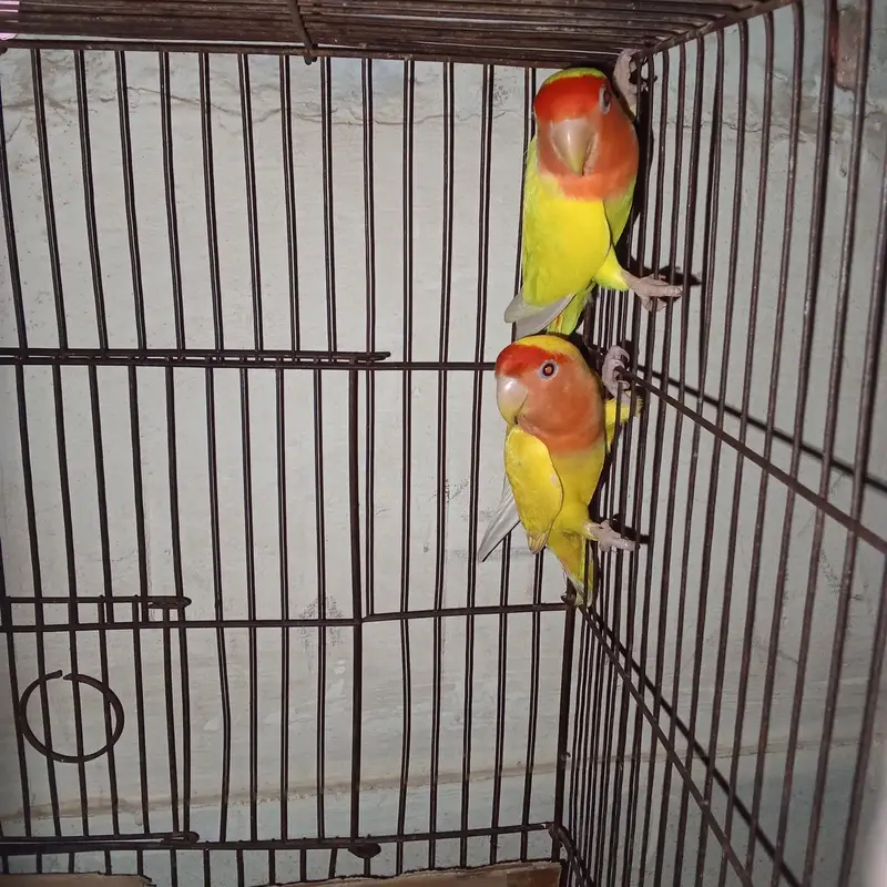 lotino red eyes breeder pair available for sell — photo 3