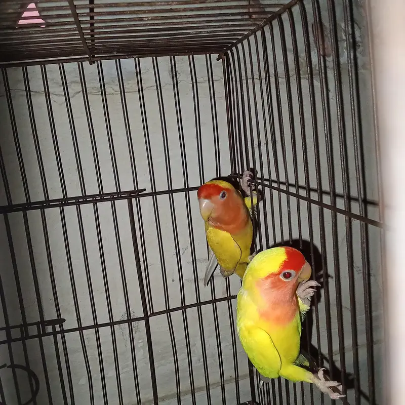 lotino red eyes breeder pair available for sell — photo 4