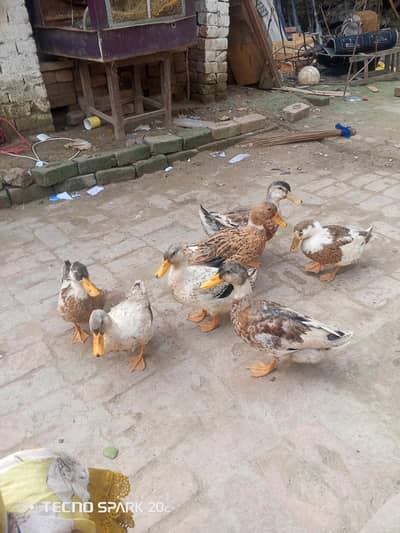 7 duks Hain argent sale Main hain 1000 per piese