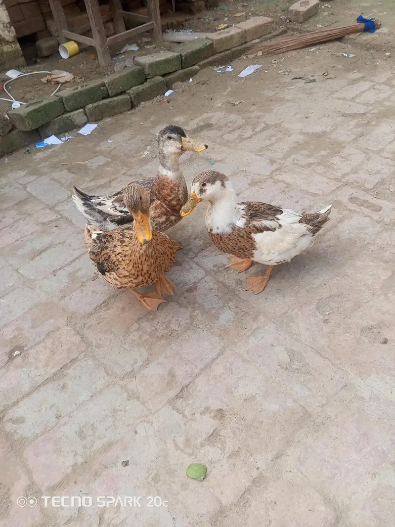 7 duks Hain argent sale Main hain 1000 per piese — photo 2