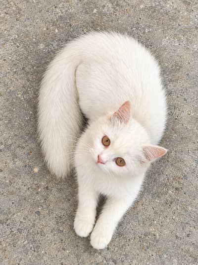 Persian Cat with honey eyes