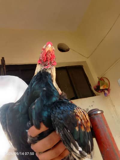 Aseel breeder 