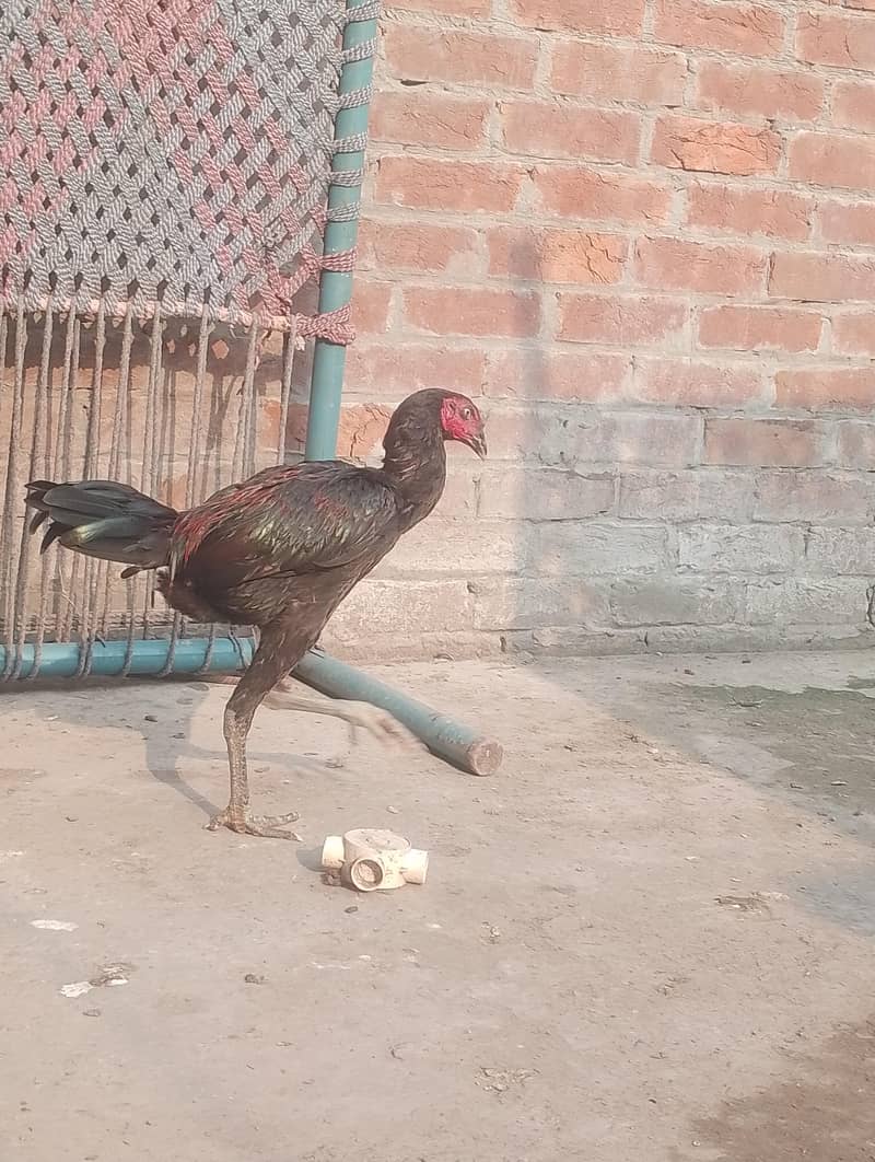 pokay 4