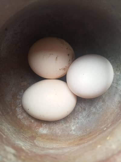 Aseel rooster and eggs  03268845708 whatsapp number