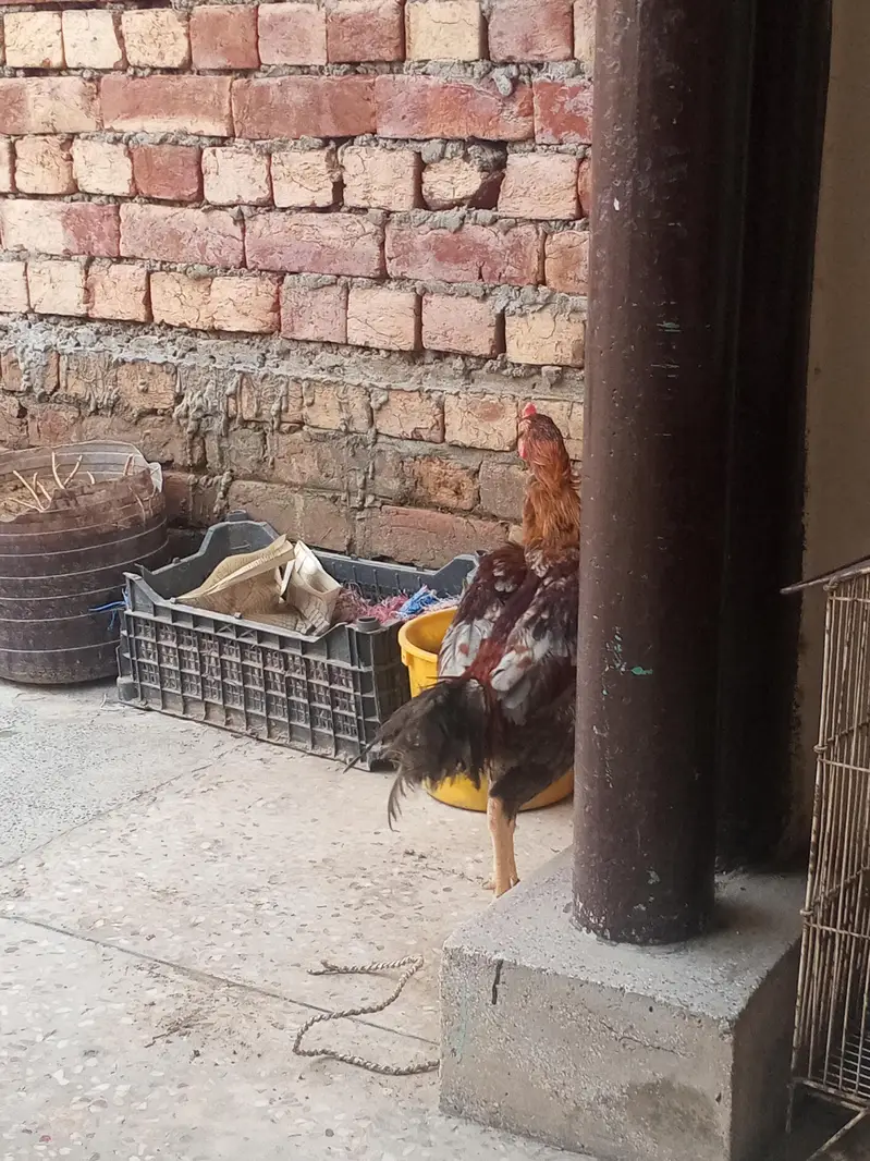 Aseel rooster and eggs  03268845708 whatsapp number — photo 2