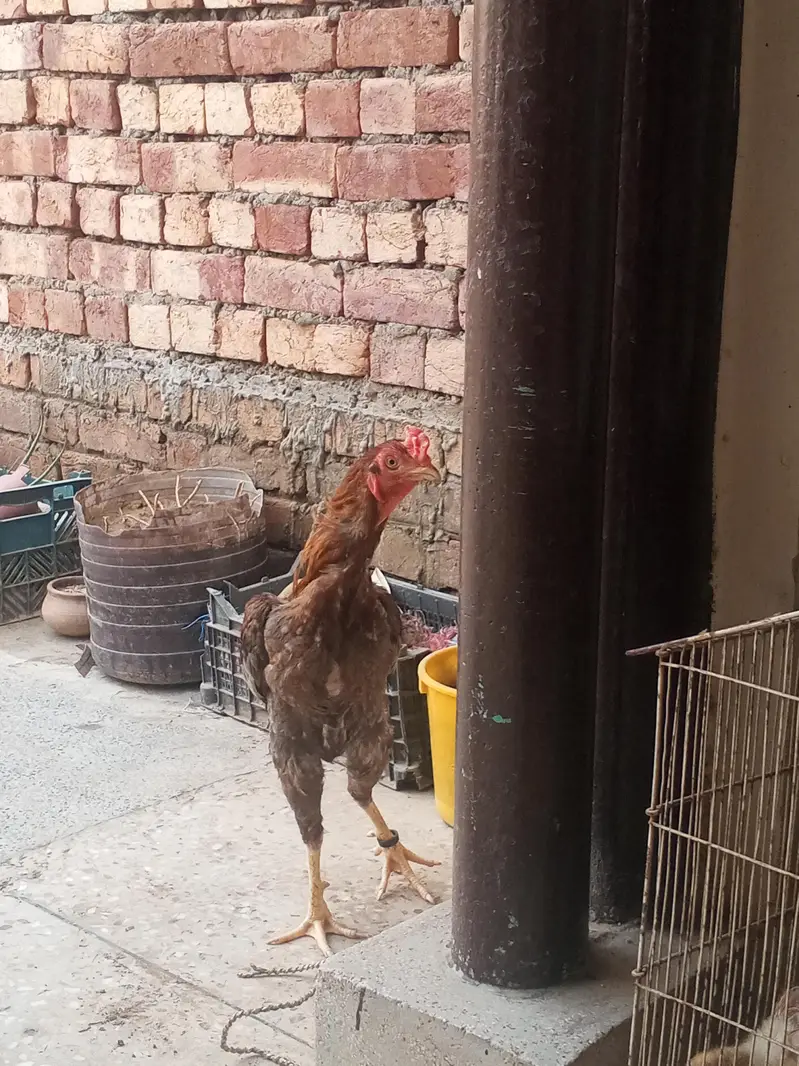 Aseel rooster and eggs  03268845708 whatsapp number — photo 3