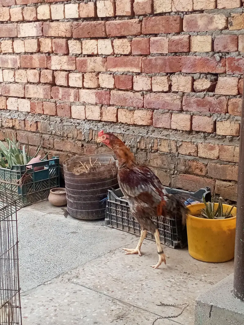 Aseel rooster and eggs  03268845708 whatsapp number — photo 4