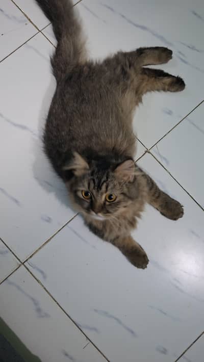 pursian cats for sale urgent
