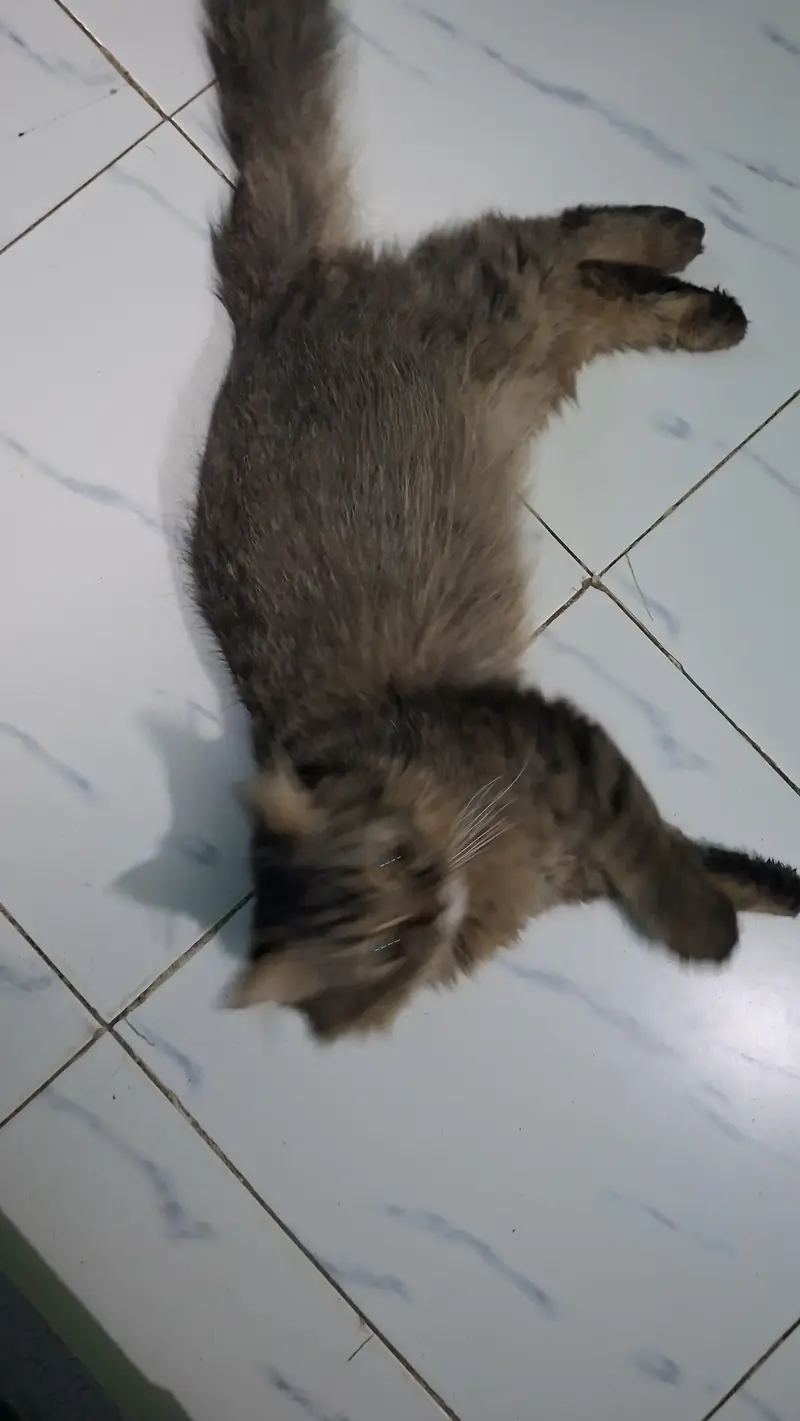 pursian cats for sale urgent — photo 2