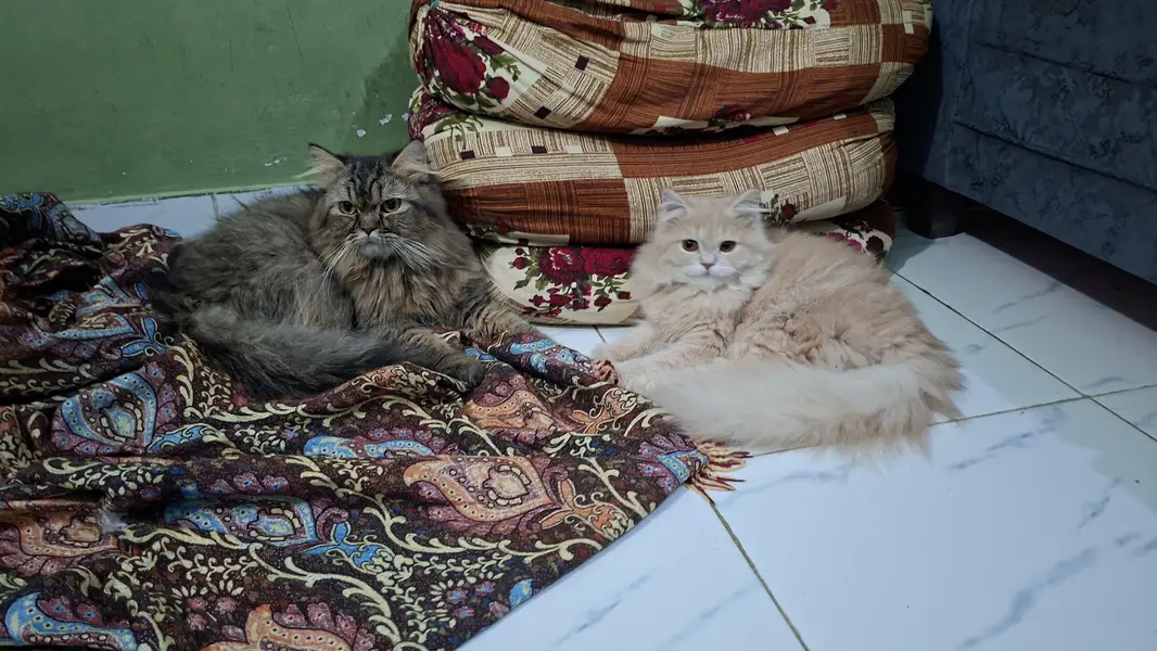 pursian cats for sale urgent — photo 3