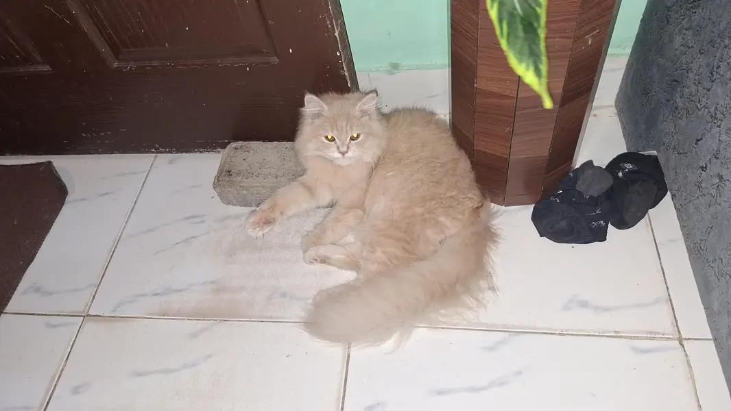 pursian cats for sale urgent — photo 4
