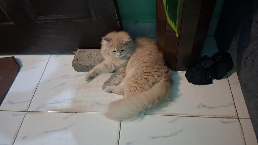 pursian cats for sale urgent — photo 5