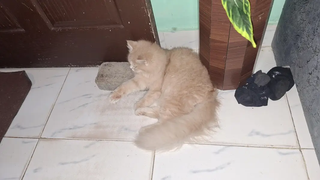 pursian cats for sale urgent — photo 6