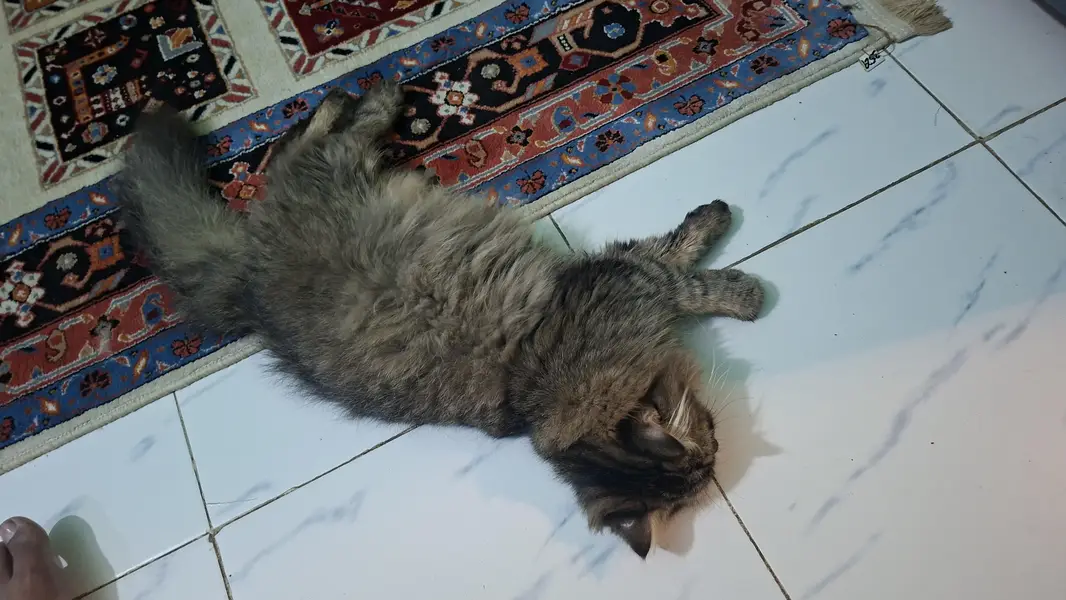 pursian cats for sale urgent — photo 7