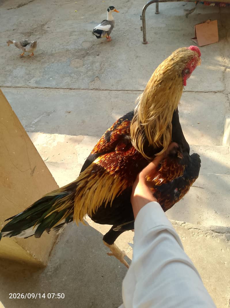 sindhi murga 0