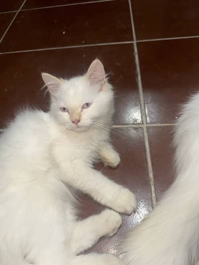 Male cats