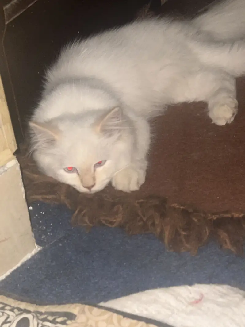 Male cats — photo 2